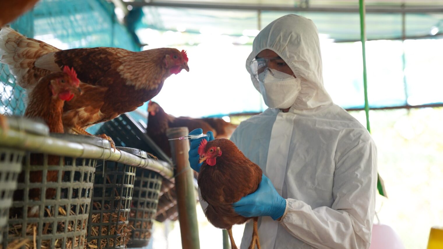 Bird Flu Virus Likely Mutated Within Louisiana Patient, CDC Reports